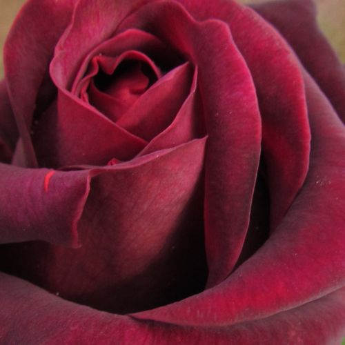 Online rózsa kertészet - teahibrid rózsa - vörös - Rosa Sealed with a Kiss™ - intenzív illatú rózsa - Nola M. Simpson - Szinte fekete bimbóiból lilás-pirosas szirmok bomlanak ki.